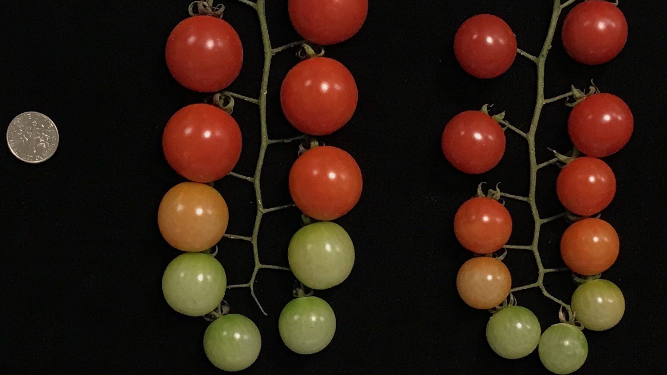 tomato-tecnologia Horticola